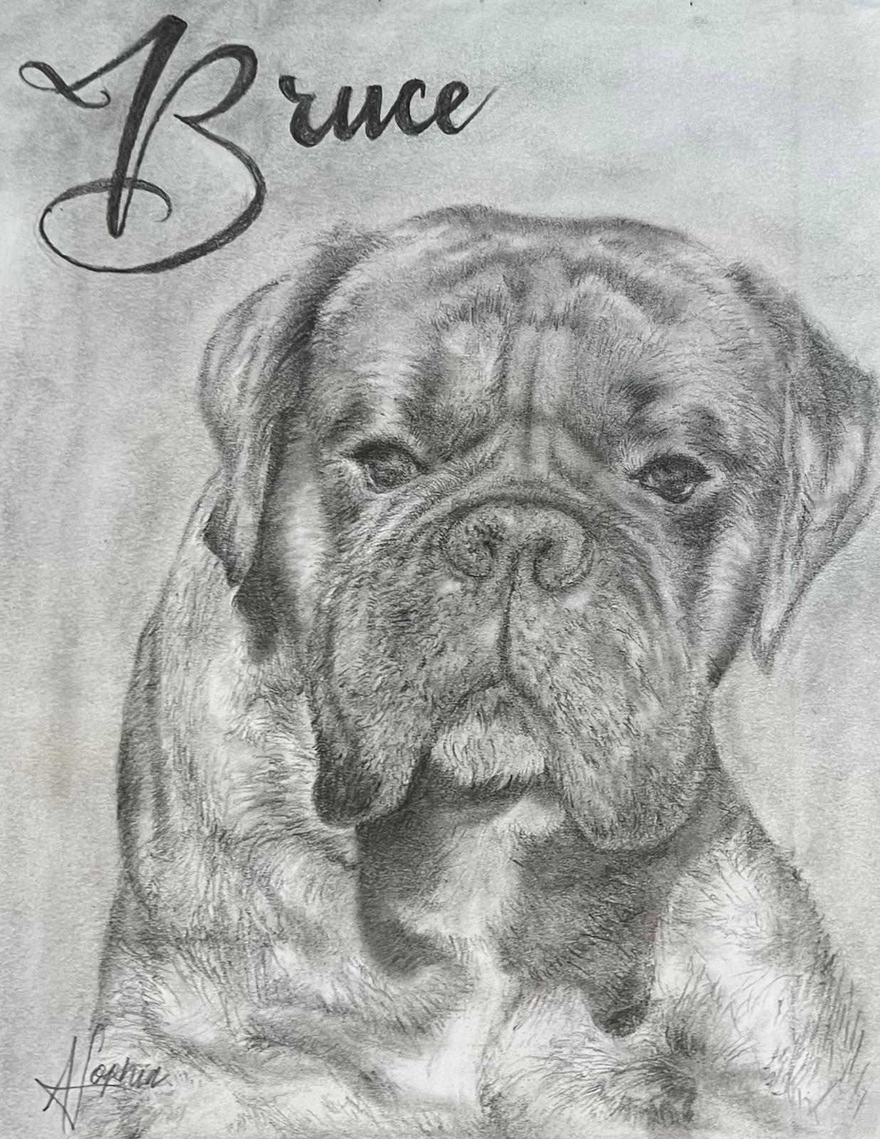 Bruce, pencil portrait by Anna-Sophia